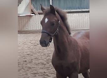 Deutsches Sportpferd, Stute, Fohlen (04/2024), Dunkelfuchs