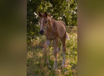 Deutsches Sportpferd, Stute, Fohlen (06/2023), Dunkelfuchs