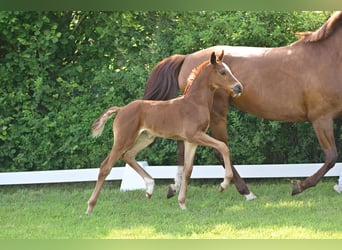 Deutsches Sportpferd, Stute, , Dunkelfuchs