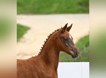 Deutsches Sportpferd, Stute, Fohlen (03/2024), Dunkelfuchs