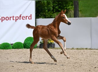 Deutsches Sportpferd, Stute, Fohlen (05/2025), Fuchs