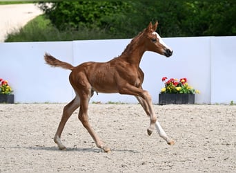 Deutsches Sportpferd, Stute, Fohlen (05/2025), Fuchs