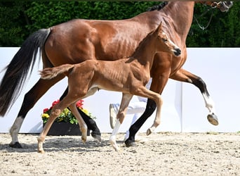 Deutsches Sportpferd, Stute, Fohlen (05/2025), Fuchs
