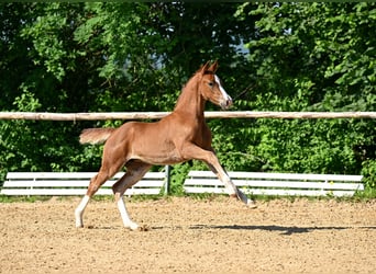 Deutsches Sportpferd, Stute, , Fuchs