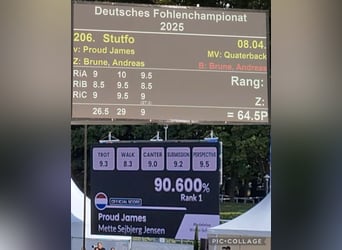 Deutsches Sportpferd, Stute, Fohlen (04/2025), Fuchs