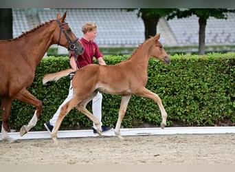 Deutsches Sportpferd, Stute, Fohlen (05/2026), Fuchs