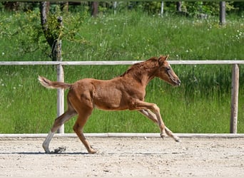 Deutsches Sportpferd, Stute, , Fuchs