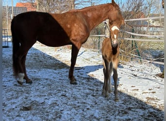 Deutsches Sportpferd, Stute, , Fuchs