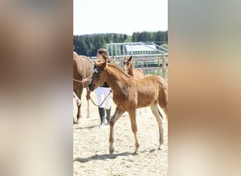 Deutsches Sportpferd, Stute, , Fuchs