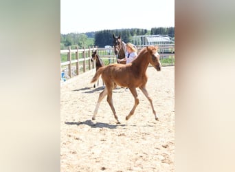 Deutsches Sportpferd, Stute, , Fuchs