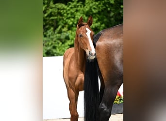Deutsches Sportpferd, Stute, , Fuchs
