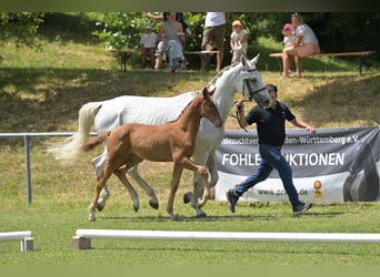 Deutsches Sportpferd, Stute, Fohlen (04/2025), Fuchs