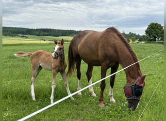Deutsches Sportpferd, Stute, , Fuchs