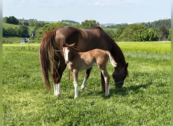 Deutsches Sportpferd, Stute, Fohlen (04/2025), Fuchs