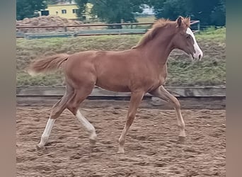 Deutsches Sportpferd, Stute, Fohlen (02/2025), Fuchs