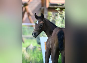 Deutsches Sportpferd, Stute, Fohlen (04/2024), Kann Schimmel werden