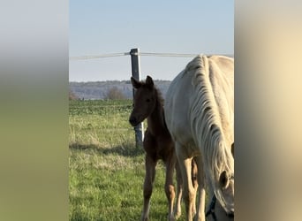 Deutsches Sportpferd, Stute, Fohlen (02/2026), Palomino