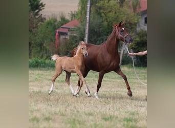 Deutsches Sportpferd, Stute, Fohlen (06/2026), Palomino