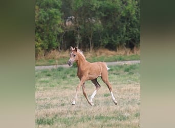 Deutsches Sportpferd, Stute, Fohlen (06/2026), Palomino