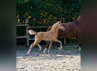 Deutsches Sportpferd, Stute, Fohlen (06/2026), Palomino