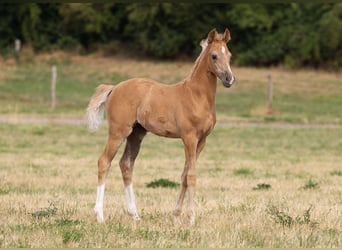 Deutsches Sportpferd, Stute, Fohlen (06/2026), Palomino