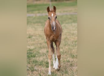 Deutsches Sportpferd, Stute, Fohlen (06/2026), Palomino