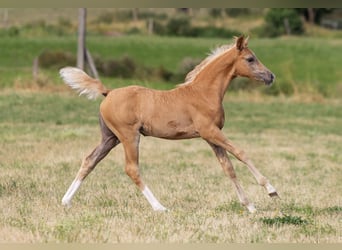 Deutsches Sportpferd, Stute, Fohlen (06/2026), Palomino