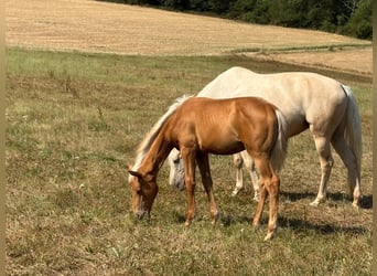 Deutsches Sportpferd, Stute, Fohlen (02/2026), Palomino
