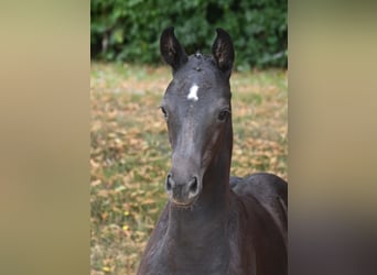 Deutsches Sportpferd, Stute, Fohlen (05/2025), Rappe