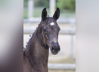 Deutsches Sportpferd, Stute, Fohlen (05/2025), Rappe