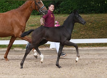 Deutsches Sportpferd, Stute, Fohlen (05/2025), Rappe