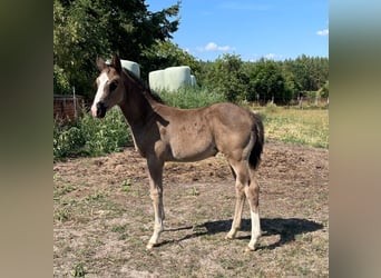 Deutsches Sportpferd, Stute, Fohlen (06/2026), Rappe