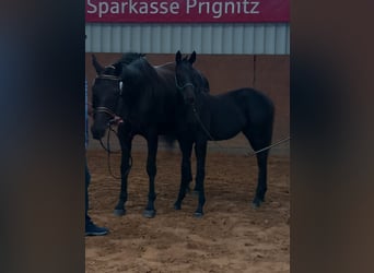 Deutsches Sportpferd, Stute, Fohlen (02/2024), Rappe