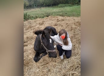 Deutsches Sportpferd, Stute, Fohlen (05/2025), Rappe