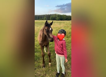 Deutsches Sportpferd, Stute, Fohlen (05/2025), Rappe