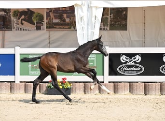 Deutsches Sportpferd, Stute, , Schimmel