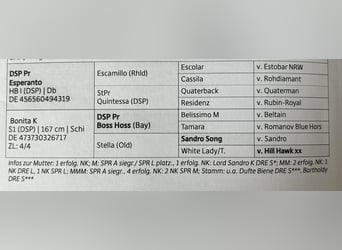 Deutsches Sportpferd, Stute, , Schimmel