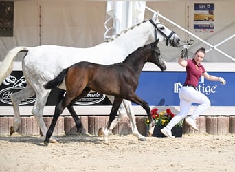 Deutsches Sportpferd, Stute, , Schimmel