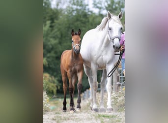 Deutsches Sportpferd, Stute, Fohlen (05/2026), Schimmel