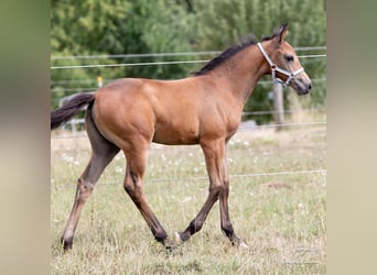 Deutsches Sportpferd, Stute, Fohlen (05/2026), Schimmel