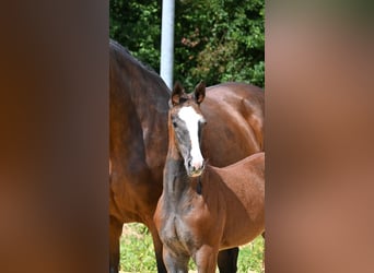 Deutsches Sportpferd, Stute, Fohlen (05/2024), Schimmel