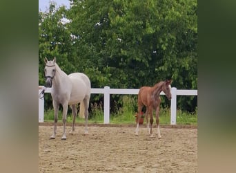 Deutsches Sportpferd, Stute, , Schimmel