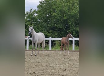 Deutsches Sportpferd, Stute, , Schimmel