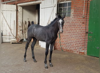 Deutsches Sportpferd, Stute, Fohlen (01/2026), Schimmel