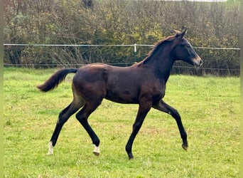 Deutsches Sportpferd, Stute, Fohlen (05/2026), Schwarzbrauner