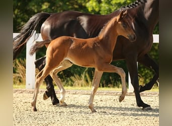 Deutsches Sportpferd, Stute, Fohlen (05/2025), Schwarzbrauner