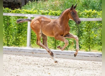 Deutsches Sportpferd, Stute, Fohlen (05/2025), Schwarzbrauner