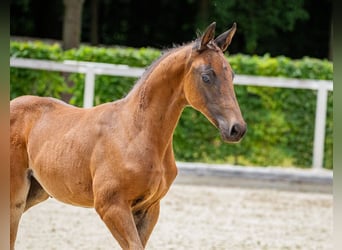 Deutsches Sportpferd, Stute, Fohlen (05/2025), Schwarzbrauner