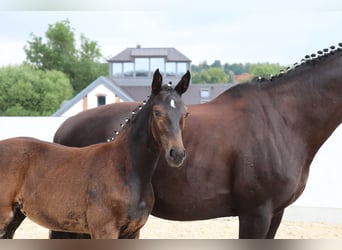 Deutsches Sportpferd, Stute, Fohlen (04/2024), Schwarzbrauner