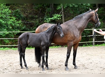 Deutsches Sportpferd, Stute, Fohlen (03/2025), Schwarzbrauner